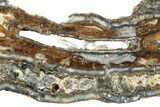 Mammoth Molar Slice with Case - South Carolina #238447-2